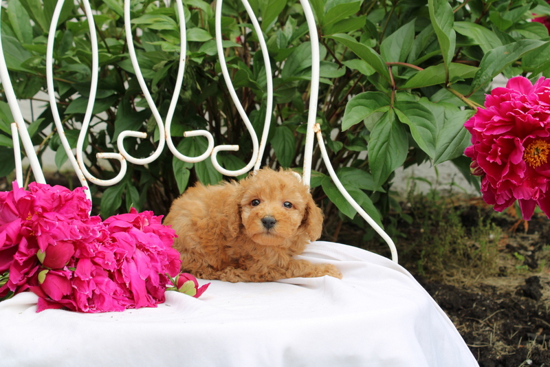 puppy, for, sale, Millwood Malena, Matthew B. Stoltzfus, dog, breeder, Gap, PA, dog-breeder, puppy-for-sale, forsale, nearby, find, puppyfind, locator, puppylocator, aca